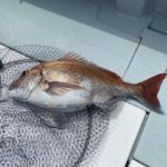 ヤンマーDE31 マリン１号の釣果
