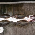 ヤンマーDE29 あき丸さんの釣果