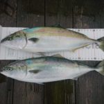 ヤンマー LF26 にっとこ丸さんの釣果