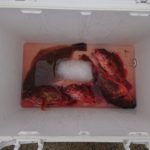 アルビン28アードベックさんの釣果です