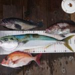 ヤンマー LF-26 にっとこ丸さんの釣果です