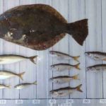 ちびﾗﾒｰﾙさん釣果