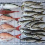 ｱﾐｰｺﾞさん釣果