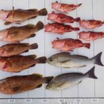 パトリシアさん釣果