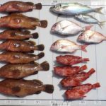 ﾊﾟﾄﾘｼｱさん釣果