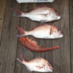 アードベックさんの釣果