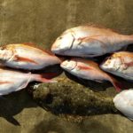 黒丸さんの釣果