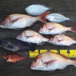 黒丸さんの釣果