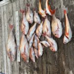 シューティングスターさんの釣果