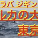 東京湾にイルカの群れ